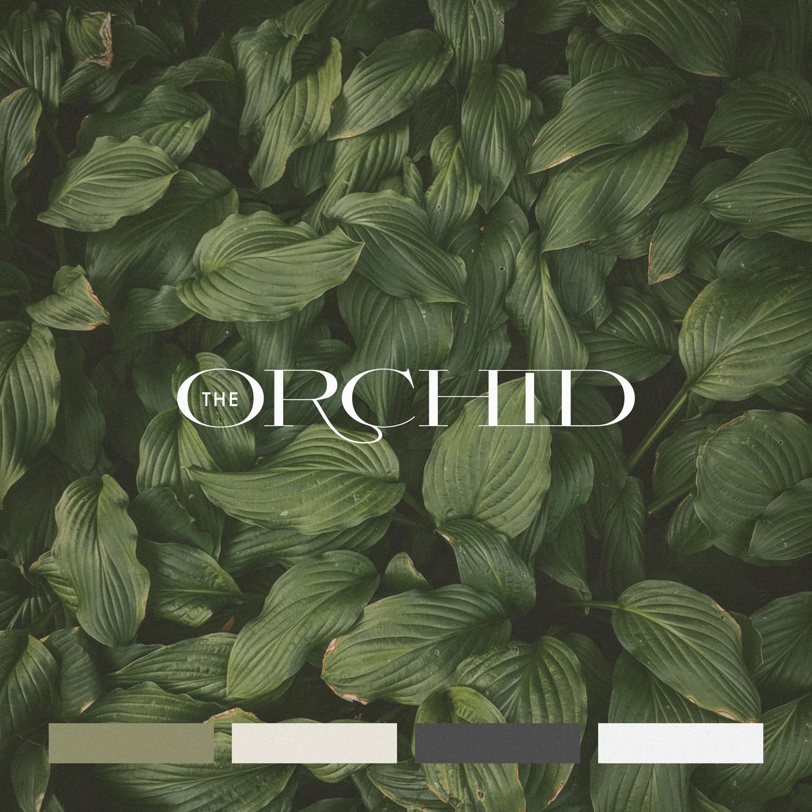 Orchid-Luxury-Elegant-Brand-Identity-Branding01