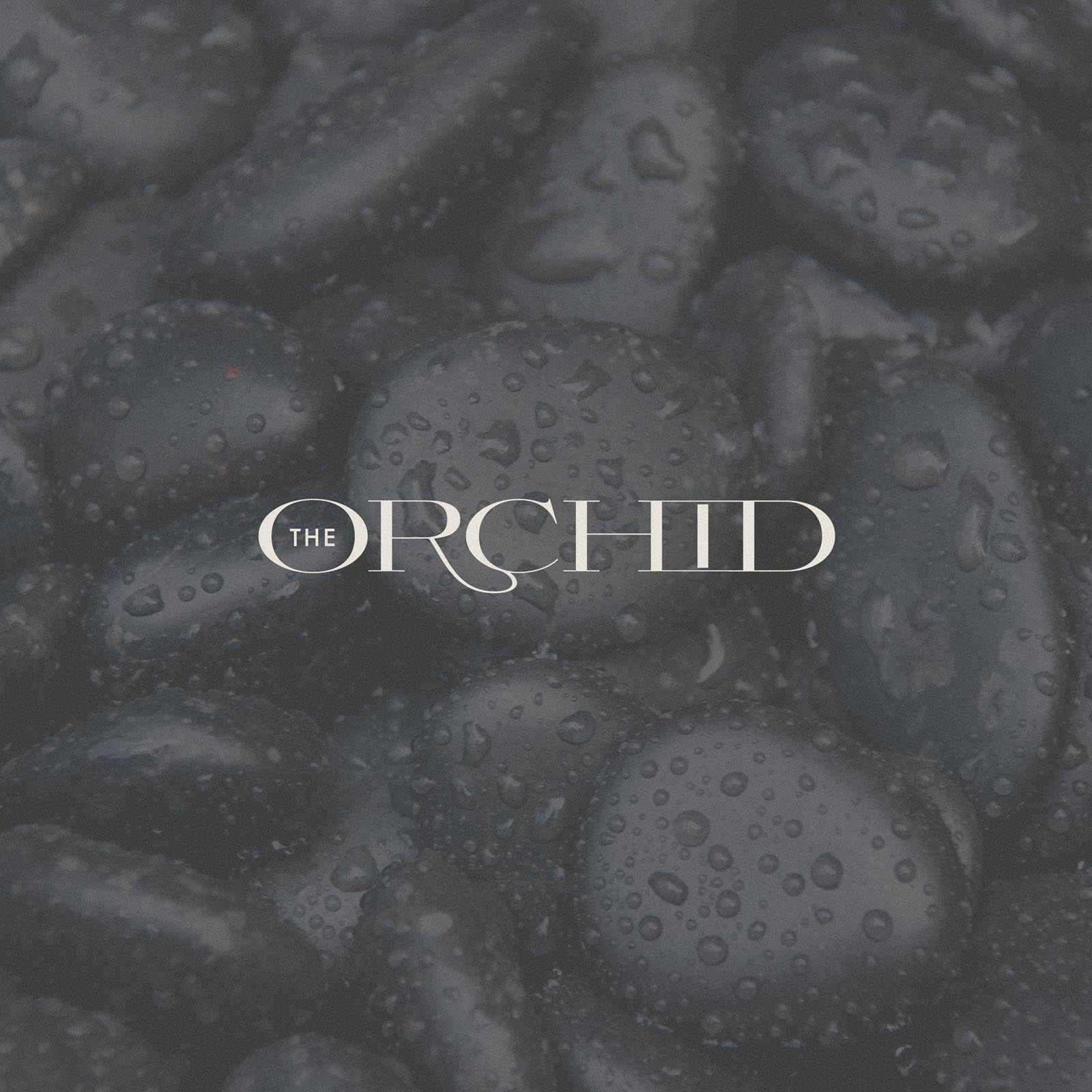 The Orchid Logo Design Project